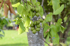10 Seeds Melicoccus Bijugatus Quenepa Guinep Limoncillo Bajan Ackee Spanish Lime