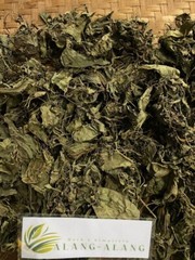 Daun Ciplukan ( Physalis Angulata ) Cutleaf Groundcherry Dried Leaves