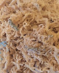 Sea Moss, Irish Moss West Indian Herbs 2 Lbs. Natural and fresh. Quality Brand.