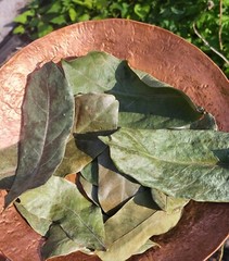 Organic Local Mountain Sour Sop Leaves (air dried) local pick up optional