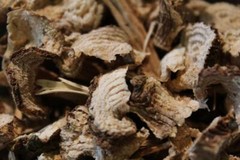 Poke Root – Whole Dried Root, Spring 2023 Appalachian Mountains Wild Harvest