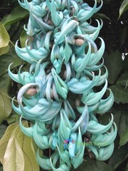 5 Seeds Strongylodon Macrobotrys Turquoise Jade Vine Beautiful Ornamental Plants