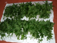 Nettle leaves Dried Cutted ( Urtica dioica ) ORGANIC from Carpathian mountain UA