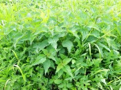 Nettle leaves Dried Cutted ( Urtica dioica ) ORGANIC from Carpathian mountain UA