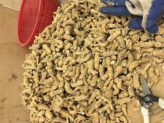 8oz 1LB High-Quality American Small Ginseng Slice 美国威州花旗参圆形長形参片（U.S. Seller）