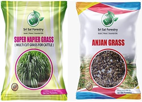 Super Napier Grass Anjan Grass Seebs 100 gram Each High Protein Grass Cattle++++