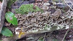 Wild Harvested Turkey Tail Mushroom Double Extract Tincture 2 oz