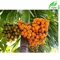 Dried Areca Nut whole organic Areca catechu. betel nut Traditional Use