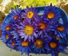 Blue Lotus Flower Organic Ceylon Nymphaea Caerulea All Natural Thai Herbal Drink