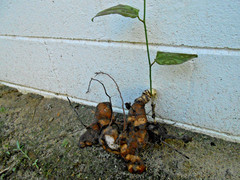 Chaney Root – SMILAX BALBISIANA Cocolmeca ROOTED LIVE PLANT- Herbal 1.5Lbs