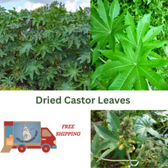 Castor Leaves dried natural herbal 100% organic quality whole ayurvedic tea leaf