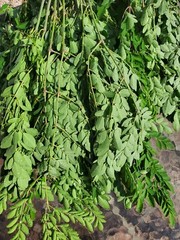 Organic Freshly Dried Moringa Oleifera loose leaves
