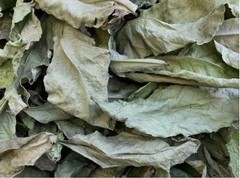 Calotropis Procera Leaves Powder Sodom Apple Herb Dried Ceylon Organic