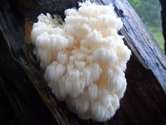 LION’S MANE MUSHROOM High Potency 20:1 Extract Liquid Tincture 2 ounces