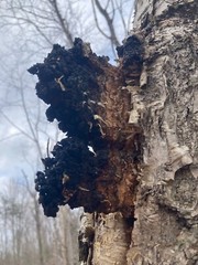 Ground Chaga Mushroom