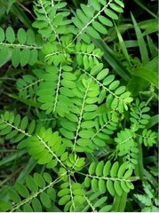 +25g Dry Stone Breaker Phyllanthus Niruri Chanca Piedra Pure Natural Dried Herb