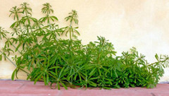 Cleavers Tincture: Relieves Swollen Glands, UTIs, Acne, Brain,Nerves, Prostrate