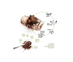 Inonotus obliquus/ Chaga Mushroom Extract Powder, 50% polysaccharides, 3.53 Oz