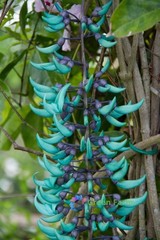 5 Seeds Strongylodon Macrobotrys Turquoise Jade Vine Beautiful Ornamental Plants