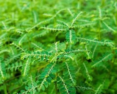 +25g Dry Stone Breaker Phyllanthus Niruri Chanca Piedra Pure Natural Dried Herb