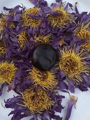 Blue Lotus Resin (Nymphaea Caerulea) Organic