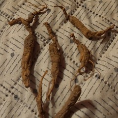 Dried Ginseng Root Herb – Oral Administration, Unisex Adult, Body Area Use