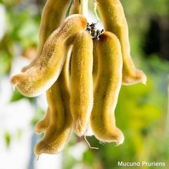 Black Kaunch Beej 200g Velvet Beans Mucuna Pruriens Raw Herbal Seeds