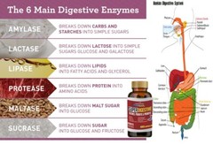 Colon, Kidney, Liver ,pancreas vitamin support super digestive 240 pills total
