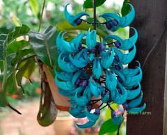 5 Seeds Strongylodon Macrobotrys Turquoise Jade Vine Beautiful Ornamental Plants