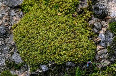 500 Seeds Syntrichia Ruralis Twisted Star Moss Resistant Amazing Gardening Plant