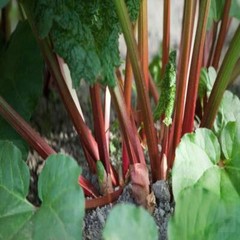 TURKEY RHUBARB ROOT 100 Vegetarian Capsule