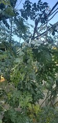 Organic Freshly Dried Moringa Oleifera loose leaves