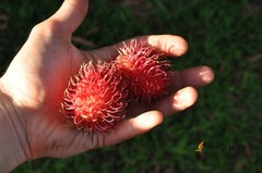 5 Seeds Rambutan Nephelium Lappaceum Sweet Juicy Tropical Malaysia Edible Fruits