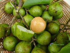 10 Seeds Melicoccus Bijugatus Quenepa Guinep Limoncillo Bajan Ackee Spanish Lime