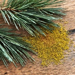 Pine Extract Pine Tincture Liquid Dual Extract Suramin Shikimic Acid Pure USA