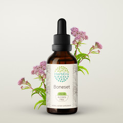 HerbEra Boneset Alcohol-FREE Tincture, Organic Boneset (Eupatorium perfoliatum)