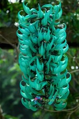 5 Seeds Strongylodon Macrobotrys Turquoise Jade Vine Beautiful Ornamental Plants