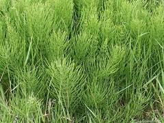 WholeSALE!! Wildcrafted Shavegrass Horsetail PREMIUM Powder-4 oz, 1,2,5 lbs.