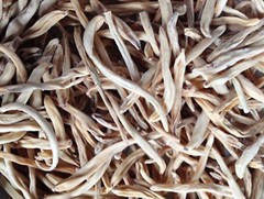 Safed Musli White Chlorophytum Borivilianum Indian Spider Whole free ship***