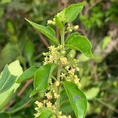 20 Seeds Gymnema Sylvestre Traditional Useful Herb Plants Perennial Tree Vine