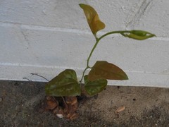 Chaney Root – SMILAX BALBISIANA Cocolmeca ROOTED LIVE PLANT- Herbal 1.5Lbs