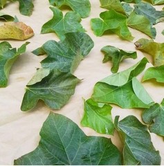 70g Dried Jatropha Curcas Leaf Powder Green 100% Natural Raw Botanical Sri Lanka