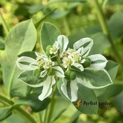 100 Seeds Euphorbia Marginata Snow On The Mountain Variegated Spurge Small Plant
