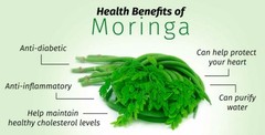 fat burner evlution nutrition – MORINGA OLIEFERA 1200MG 1B – moringa oleifera pa