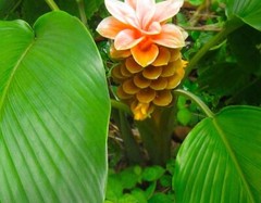 Bulk Arrowroot Powder Maranta Arundinacea 100% Pure Herbalism Apothecary US