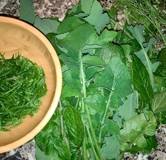 1 oz STRONG WILD LETTUCE Tincture w/Extract Paste 100% Natural 2X Pain Relief ++