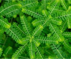 +25g Dry Stone Breaker Phyllanthus Niruri Chanca Piedra Pure Natural Dried Herb