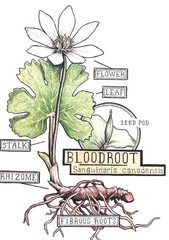 Bloodroot – Whole Dried Root, 2026 Wild Roots – 1 Oz. (Sanguinaria canadensis)