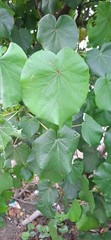 Daun Waru (Hibiscus tiliaceus) Sea Hibiscus Dried Leaves