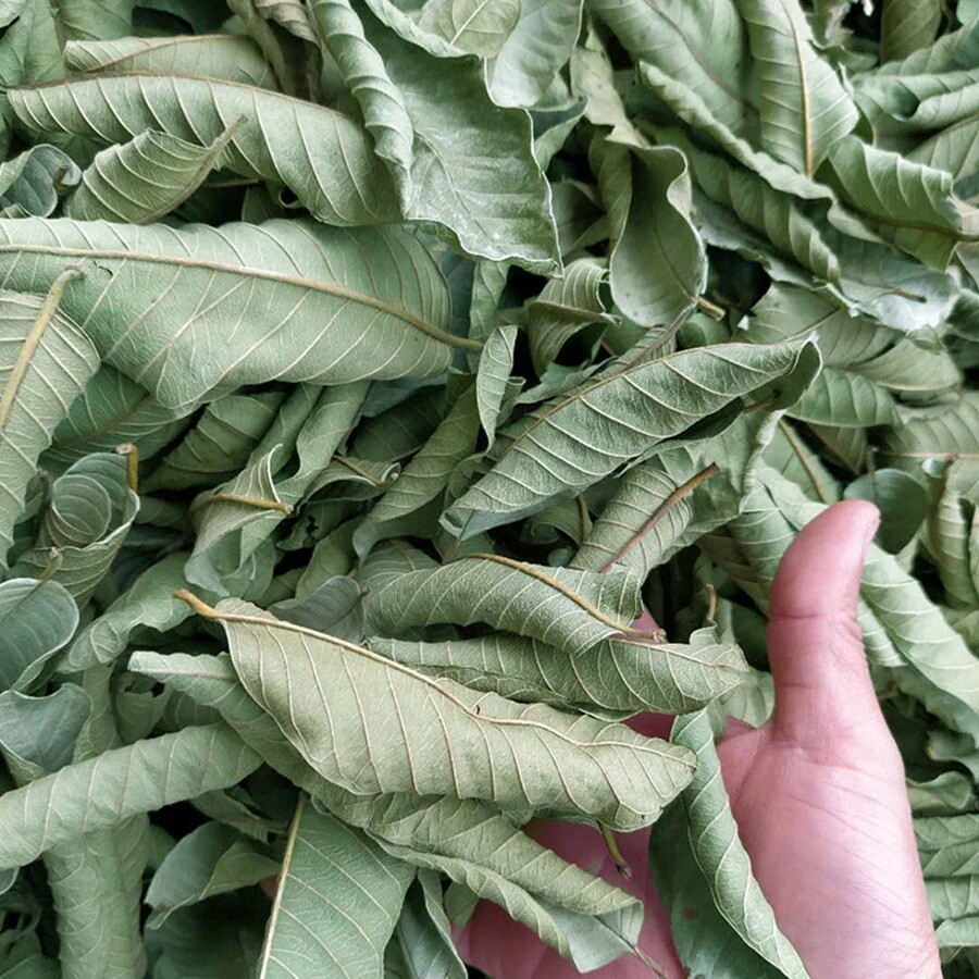 Dried Guava Leaf 100% Natural Guava Leaves For Hair Loss
